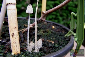 Kleine poederinktzwam (R) bloempot tuin